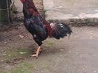 Rooster