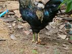 Rooster