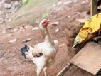 Aseel Rooster