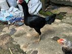 Rooster