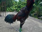 Aseel Rooster