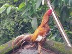 Golden Aseel Rooster