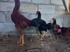 Rooster