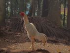 Indian Aseel Rooster
