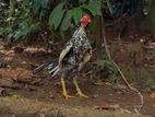 Rooster