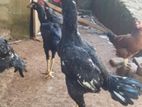 Rooster
