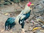 Aseel Rooster