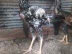 Rooster