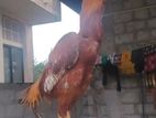 Rooster