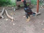 Rooster