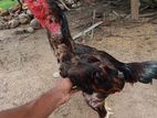 Rooster