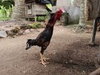Rooster