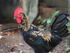 Rooster