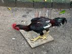 Rooster