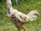 Rooster