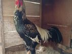 Rooster