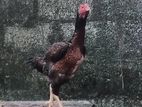 Assel Rooster