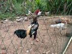 Rooster with Hen