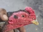 Rooster