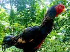 Rooster