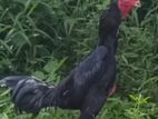 Aseel Rooster