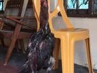 Rooster