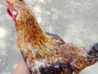 Rooster