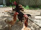 ROOSTER