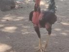 Rooster