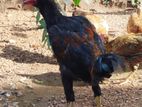 Aseel Rooster