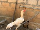 Rooster