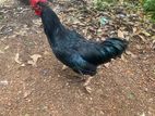 Rooster ගම් කුකුලන්