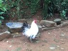 rooster han