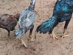 Rooster