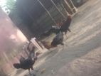 Rooster Hen