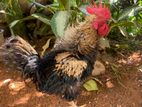 rooster hen
