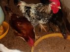 Rooster Hen