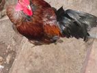 Rooster
