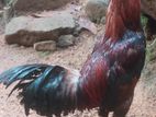 rooster කුකුළා kukula
