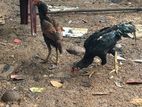 Rooster