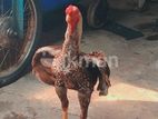 Rooster