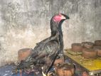 Roosters & Hens