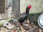 Rooster