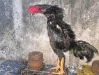 Hens Roosters