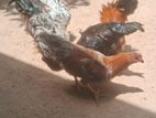 Roosters With Hens