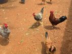 Farm Hens