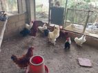 Roosters / Hens