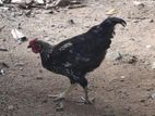 Rooster