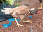 Aseel Rooster