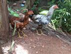 roosters